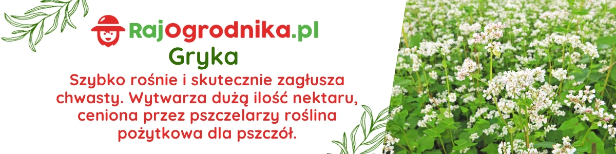 Gryka na poplon nasiona 10kg - RajOgrodnika